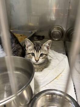 Brandon -  Domestic Short Hair Cat for Adoption in Mobile, Alabama - Brandon | PetCurious