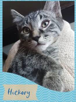 Hickory -  Tabby Cat for Adoption in Pasco, Washington - Hickory | PetCurious