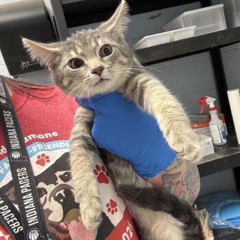 Stu -  Domestic Short Hair Cat for Adoption in Indianapolis, Indiana - Stu | PetCurious