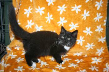 Starbucks -  Domestic Medium Hair and Domestic Short Hair Cat Available for Adoption in Howell, Michigan - Starbucks | PetCurious