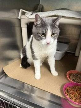 Mr. Winston (TAS 12) -  Domestic Short Hair Cat for Adoption in Trenton, New Jersey - Mr. Winston (TAS 12) | PetCurious