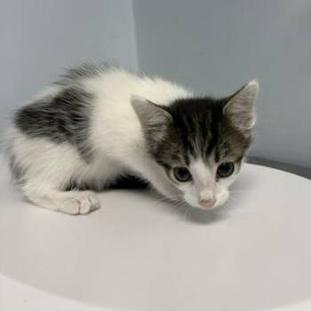 Phoenix -  Domestic Short Hair Cat for Adoption in Indianapolis, Indiana - Phoenix | PetCurious