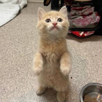 Domestic Long Hair Cats Available for Adoption in Buellton, California - Rye | PetCurious