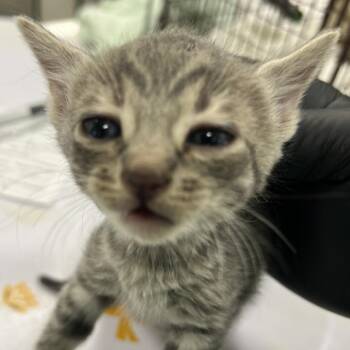 Pepper -  Domestic Short Hair Cat for Adoption in Las Cruces, New Mexico - Pepper | PetCurious
