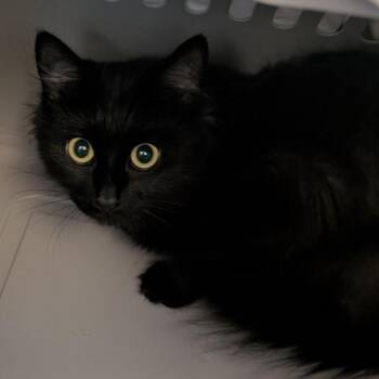 Cookie -  Domestic Medium Hair Cat for Adoption in Fairport, New York - Cookie | PetCurious