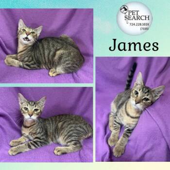 Rescue Domestic Short Hair Cats for Adoption in Washington, Pennsylvania - James | PetCurious