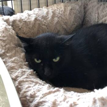 Snoot #20-19 -  Domestic Short Hair Cat for Adoption in Branford, Connecticut - Snoot #20-19 | PetCurious