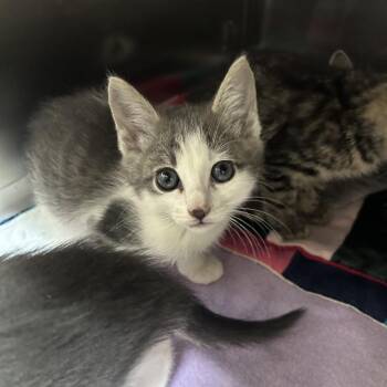 Bijou 26-0722 -  Domestic Short Hair Cat for Adoption in Yanceyville, North Carolina - Bijou 26-0722 | PetCurious
