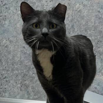 Domestic Short Hair Cats Available for Adoption in Omaha, Nebraska - Everest | PetCurious