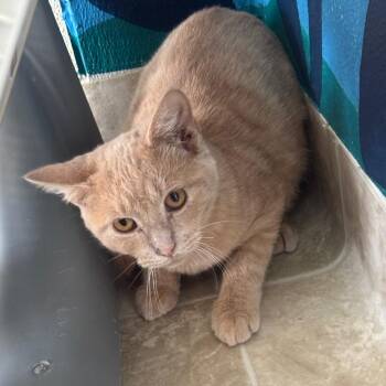 Coco -  Domestic Short Hair Cat for Adoption in Midland, Texas - Coco | PetCurious
