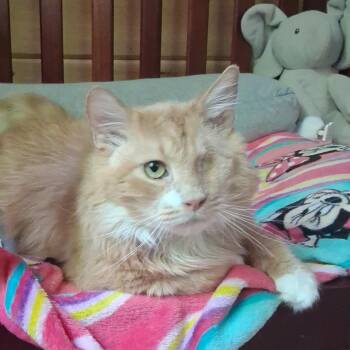 Domestic Long Hair Cats Available for Adoption in Charleston, South Carolina - Charlie | PetCurious