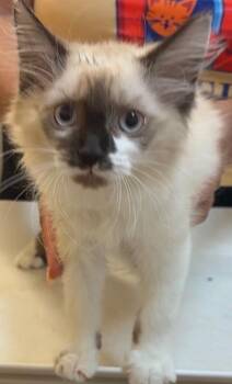 CRICKET -  Ragdoll Cat for Adoption in Elizabethton, Tennessee - CRICKET | PetCurious