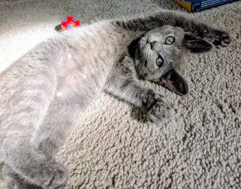 Pearl -  Domestic Short Hair Cat for Adoption in Ellicott City, Maryland - Pearl | PetCurious