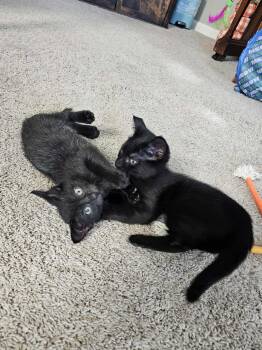 Rescue Domestic Short Hair Cats for Adoption in Bellmawr, New Jersey - Ouija & Tarot | PetCurious