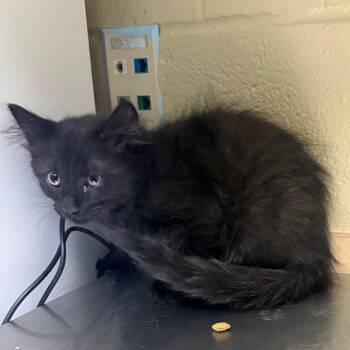 Muffin -  Domestic Long Hair Cat for Adoption in Cheyenne, Wyoming - Muffin | PetCurious