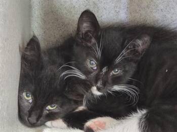 AUGUSTUS -  Domestic Medium Hair Cat for Adoption in Kent, Washington - AUGUSTUS | PetCurious