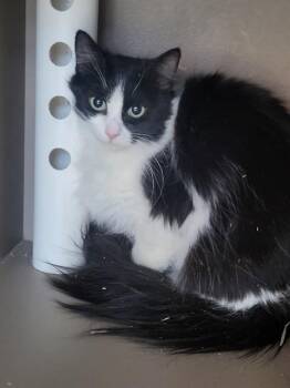 Domestic Medium Hair Cats Available for Adoption in Albuquerque, New Mexico - SQUIRT | PetCurious