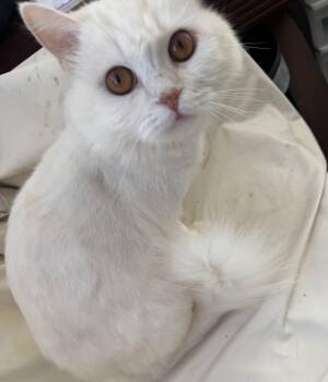 Shakira -  Domestic Short Hair Cat for Adoption in Brampton, Ontario - Shakira | PetCurious