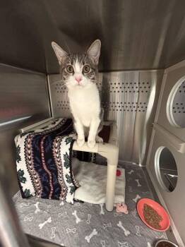 Charra -  Domestic Short Hair Cat for Adoption in Minot, North Dakota - Charra | PetCurious