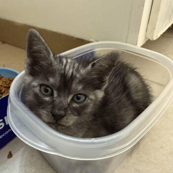 Domestic Short Hair Cats Available for Adoption in Bryan, Texas - Asher | PetCurious