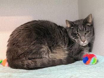 Aj -  Domestic Short Hair Cat for Adoption in New York, New York - Aj | PetCurious