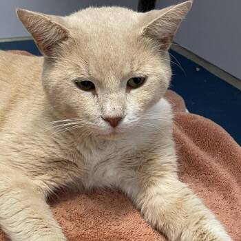 Odin -  Domestic Short Hair Cat for Adoption in Philadelphia, Pennsylvania - Odin | PetCurious