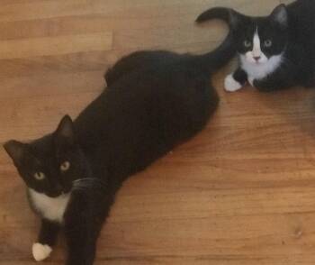 (CP) Mama Junipurr & Bearie -  Tuxedo and Domestic Short Hair Cat for Adoption in North Highlands, California - (CP) Mama Junipurr & Bearie | PetCurious