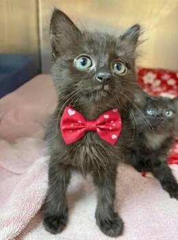 Stirfry -  Domestic Medium Hair Cat for Adoption in Greensboro, North Carolina - Stirfry | PetCurious