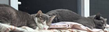 Hutch (coming soon!) -  Domestic Short Hair Cat Available for Adoption in Kalamazoo, Michigan - Hutch (coming Soon!) | PetCurious