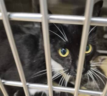 Rescue Domestic Short Hair Cats for Adoption in Decatur, Illinois - WHISSLEE | PetCurious
