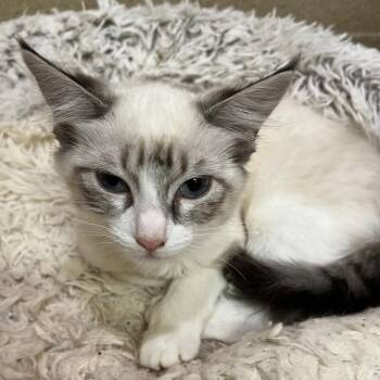 Whisper -  Siamese Cat for Adoption in Pekin, Illinois - Whisper | PetCurious