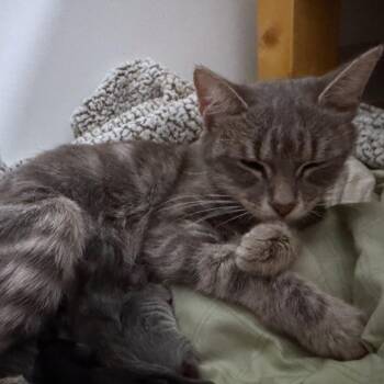 Mama Gummybear -  Domestic Short Hair Cat for Adoption in Charlottesville, Virginia - Mama Gummybear | PetCurious