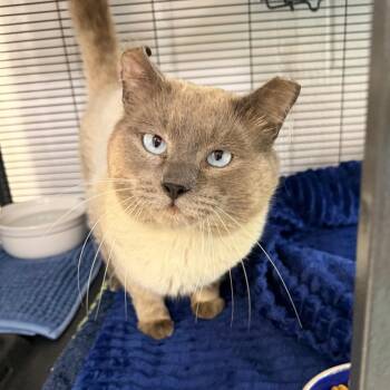 Siamese Cats Available for Adoption in Hampton Bays, New York - Cassian | PetCurious