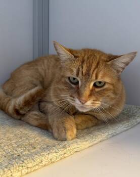 Domestic Short Hair Cats Available for Adoption in Alexandria, Virginia - Fred | PetCurious