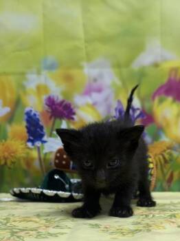 Domestic Short Hair Cats Available for Adoption in San Antonio, Texas - Timmy | PetCurious