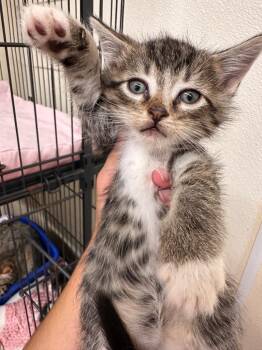 Boba -  Domestic Short Hair Cat for Adoption in Plymouth, Connecticut - Boba | PetCurious