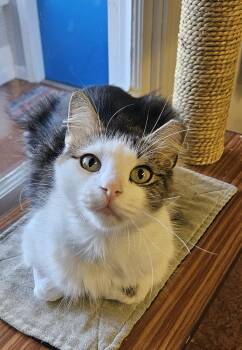 Rescue Domestic Medium Hair Cats for Adoption in Brockport, New York - Coraline | PetCurious