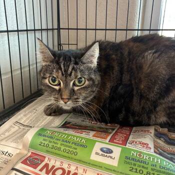 Domestic Long Hair Cats Available for Adoption - Lucy | PetCurious