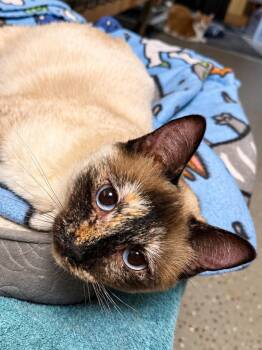 Lark -  Siamese Cat for Adoption in Sioux Falls, South Dakota - Lark | PetCurious