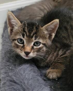 Rescue Domestic Medium Hair Cats for Adoption in Orlando, Florida - Ash | PetCurious