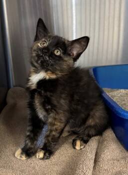 Rescue Domestic Short Hair Cats for Adoption in Willmar, Minnesota - Roxette | PetCurious