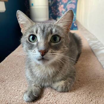 Rescue Domestic Short Hair Cats for Adoption in Mokena, Illinois - Lullaby | PetCurious