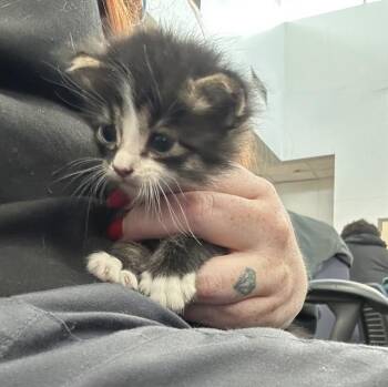 Rescue Domestic Short Hair Cats for Adoption in Dallas, Texas - MARTHA | PetCurious