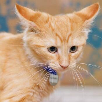Havarti -  Domestic Long Hair Cat Available for Adoption in Hot Springs, Arkansas - Havarti | PetCurious