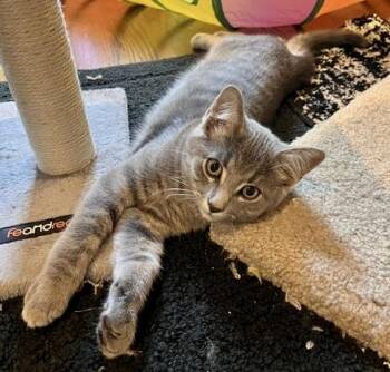 Ash -  Tabby and Domestic Short Hair Cat for Adoption in Vaughan, Ontario - Ash | PetCurious