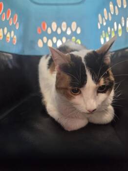INKY -  Domestic Short Hair Cat for Adoption in Louisville, Kentucky - INKY | PetCurious