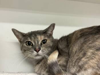 Rescue Dilute Tortoiseshell Cats for Adoption in Cleveland, Ohio - Martina | PetCurious