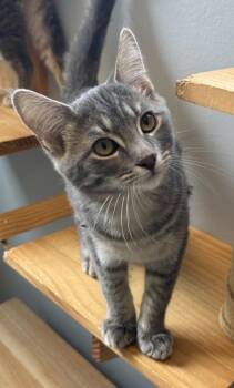 Bronx 782-26 -  Domestic Short Hair Cat for Adoption in Cumming, Georgia - Bronx 782-26 | PetCurious