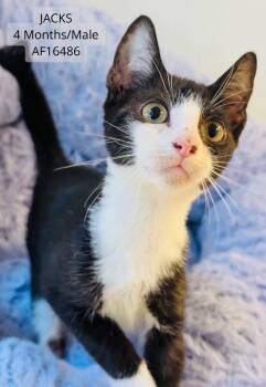 Jacks -  Domestic Short Hair Cat for Adoption - Jacks | PetCurious