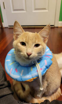 Rescue Domestic Short Hair Cats for Adoption in Alexandria, Virginia - Zephyr - KITTEN In Foster | PetCurious